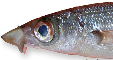 Centracanthus cirrus_009.jpg